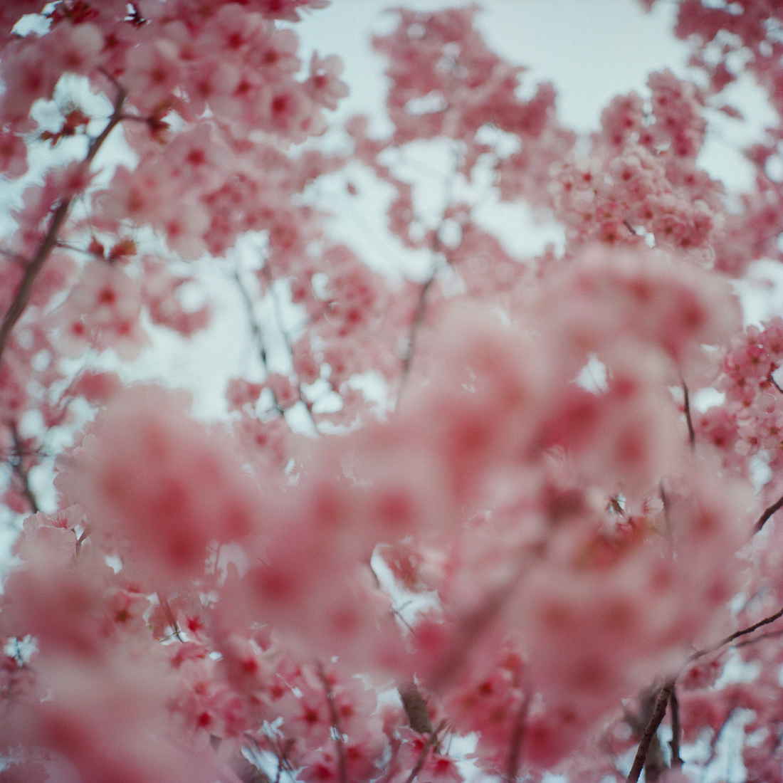 Découverte du Hanami